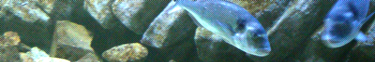 Aquarium